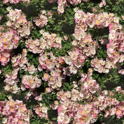 mtex_22064, Natur, Garten, Architektur, CAD, Textur, Tiles, kostenlos, free, Nature, xyz mtextur